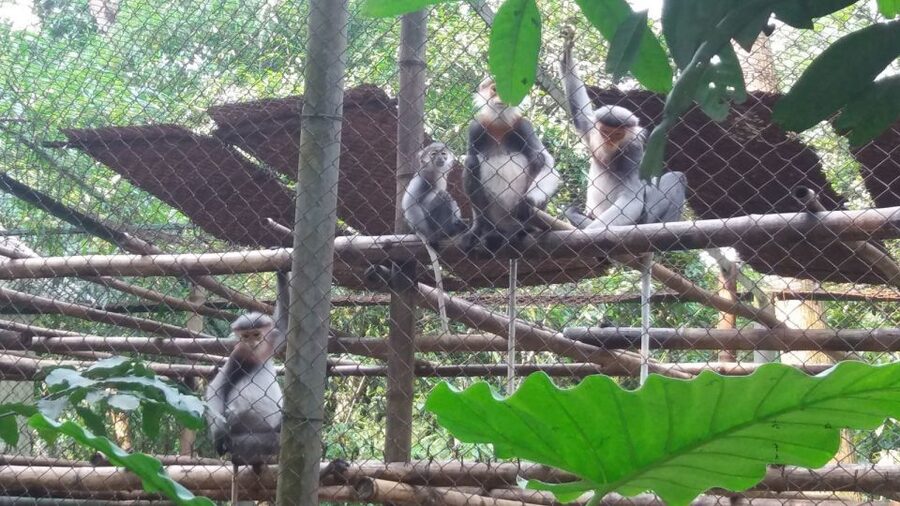 Private Day Tour: Cuc Phuong National Park from Hanoi - Langurs and the forest sounds: what to watch for on the first park stretch