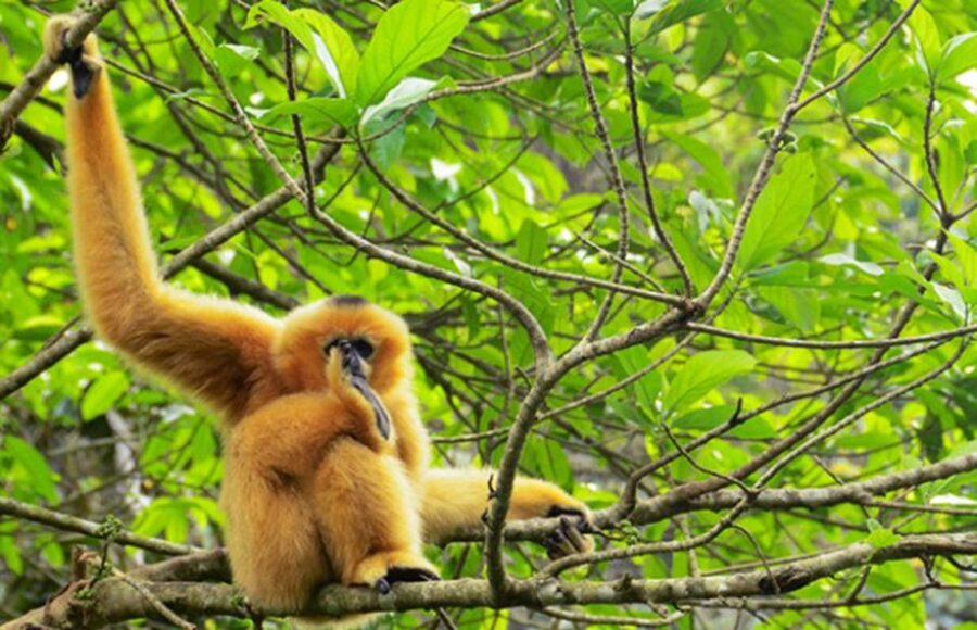 Private Full Day Tam Coc, Cuc Phuong National Park W/ Lunch - Key Highlights to Expect