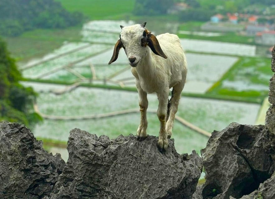 Private Luxury 1 Day Trip: Hoa Lu, Tam Coc, Mua Cave, Biking - Price and value: what $172 per person buys you