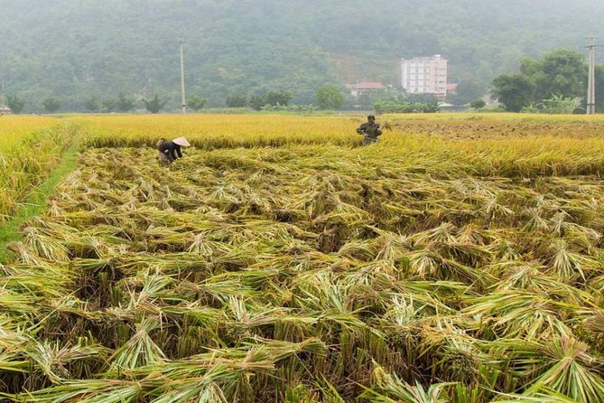 Private Tour: Day Tour of Mai Chau from Hanoi - Who should book this, and who might want a different plan