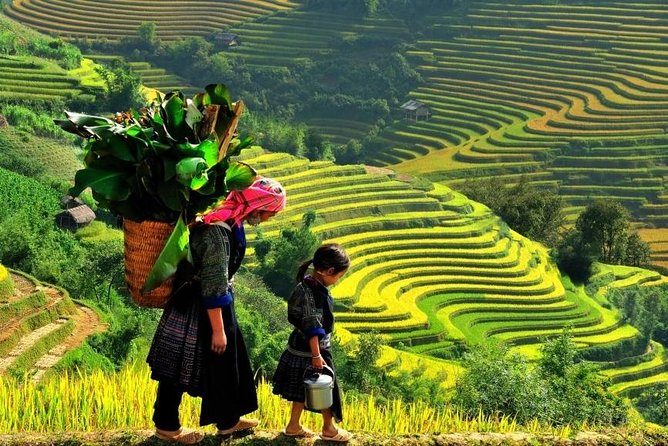 Sapa 2 Days 1 Night From Hanoi - Overnight in Hotel - Day 2: the rice terraces trek from Y Linh Ho to Ta Van