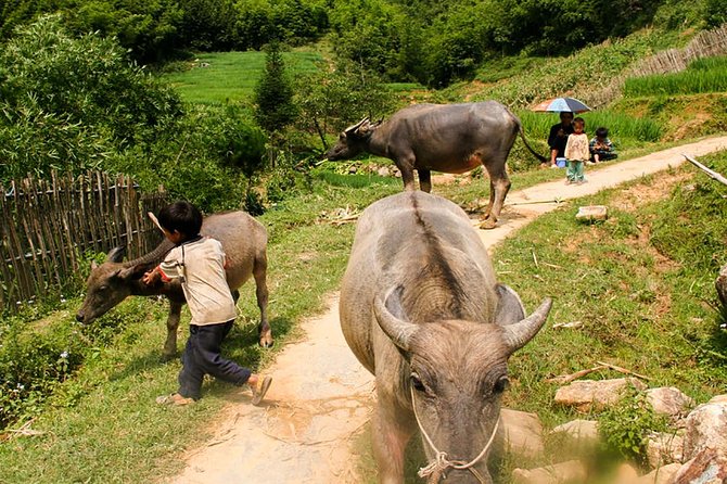 Sapa Easy Trekking Tour 1 Day - Rice Paddies and Cultures - Cardamom valley to Suoi Ho: Black Hmong village basics