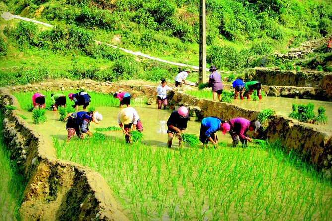 Sapa Hmong Family Trekking Adventures - Sapa Hmong trekking for $59: where the value really comes from