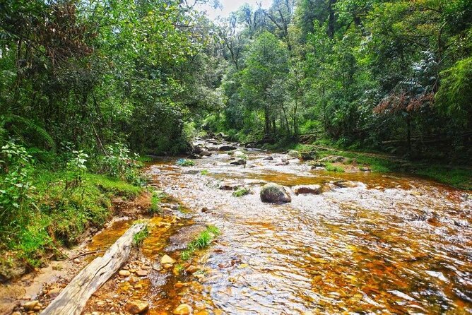 Sapa Private Car Tour to Silver & Love Waterfalls and Lonely Tree - Stop 3: Lonely Tree of O Quy Hồ Pass for a Fast, Iconic Photo