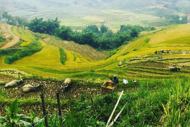 Sapa Real Experience 2 Days 1 Night at Local Family Homestay - From Hanoi to Sapa: the ride that sets the tone