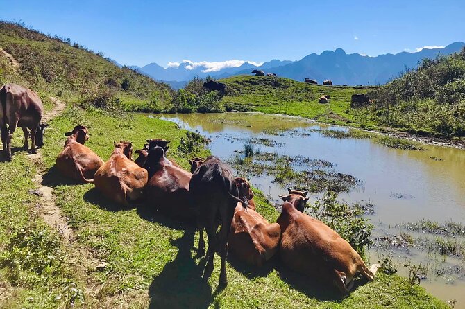Sapa The Hidden Trail Trek 1 Day - Mountain & Rice Valley - How hard is it, really? Steps, mud, and pacing