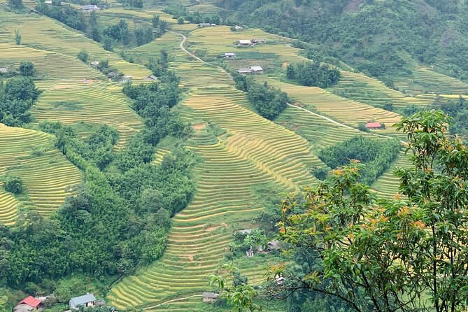 Sapa The Hidden Trail Trek 1 Day - Mountain & Rice Valley - Hau Chu Ngai / the bamboo forest section after lunch