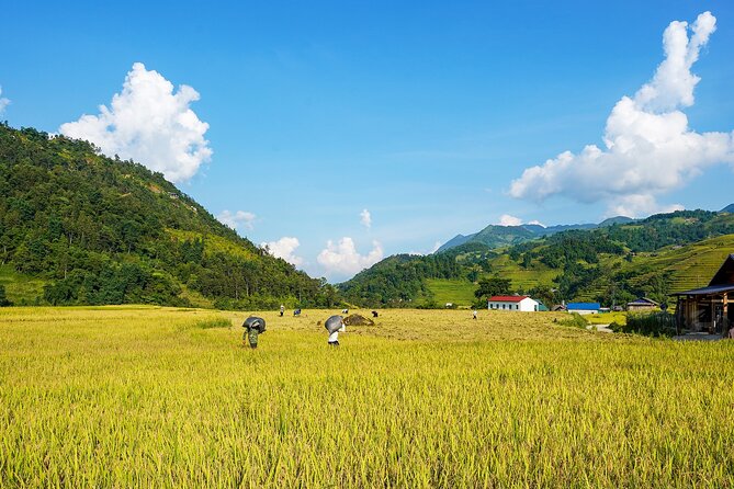 Sapa Trekking & Homestay 2 Days 1 Night - Who This Tour Suits Best (And Who Should Rethink)