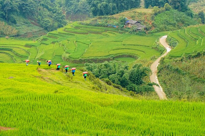 Sapa Trekking & Homestay 2 Days 1 Night - Day 1 in Muong Hoa Valley: Fields to Y Linh Ho Homestay