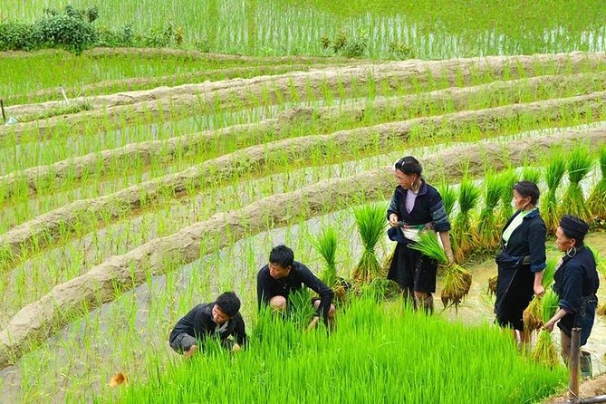Sapa Trekking Tour 2 Days 1 Night By Bus - Day 2: Morning Dzay Life, Then the Second Trek