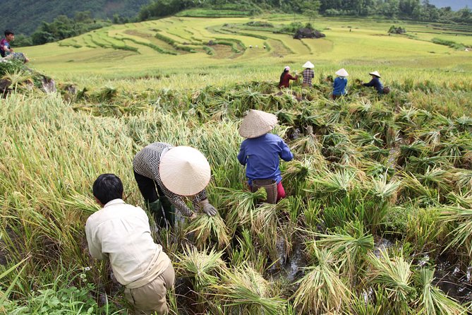 Three days motorbiking tour Pu Luong - Day 2 Pu Luong Nature Reserve: rice paddies in the morning, homestay at night