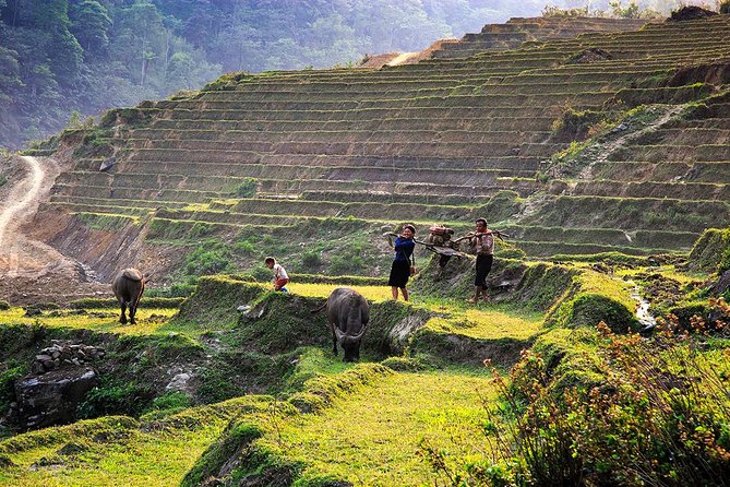 Trekking Through Rice Terraced Fields - 1Day - Stop 1: Y Linh Ho village and the early mountain rhythm