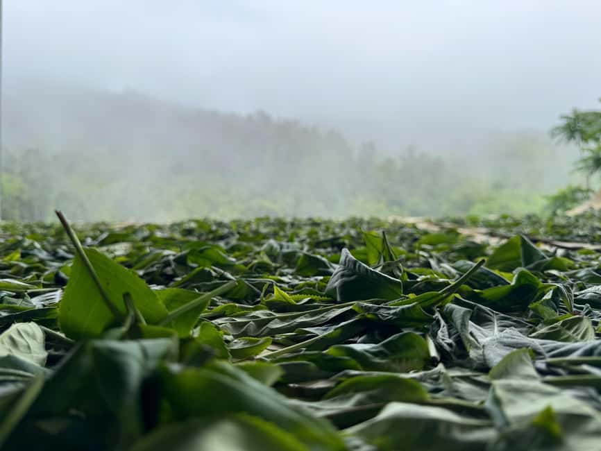 Vietnam Tea Tasting - Giang Egg Coffee & Train Street Visit - Practical tips: what to bring and the limits you should accept