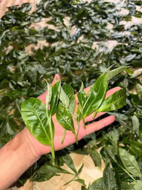 Vietnam Tea Tasting - Giang Egg Coffee & Train Street Visit - Guide quality in a small group: why it matters in a 3-hour tour